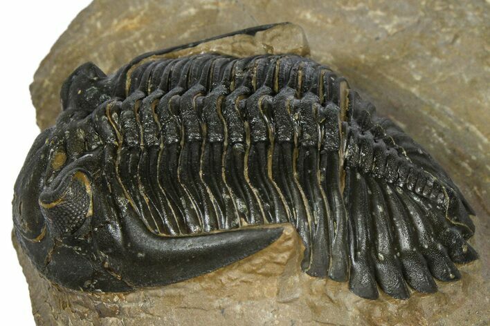 Chocolate-Brown Hollardops Trilobite - Foum Zguid, Morocco #372421